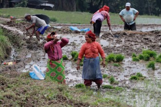 साउन दोस्रो सातासम्म ७७ प्रतिशत धान रोपाइँ